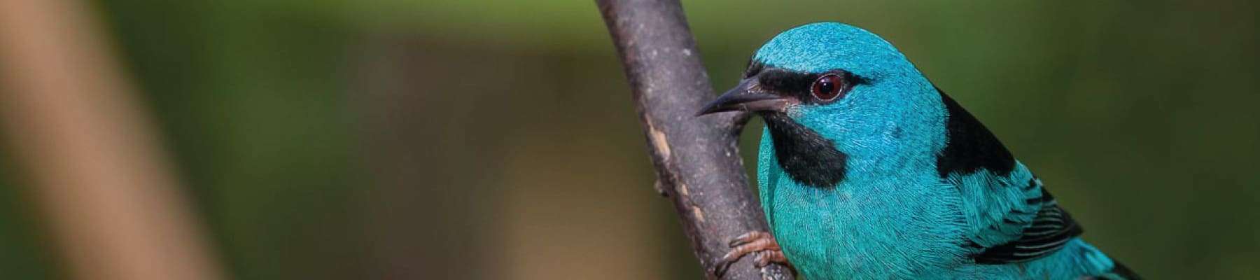 Observação de Aves